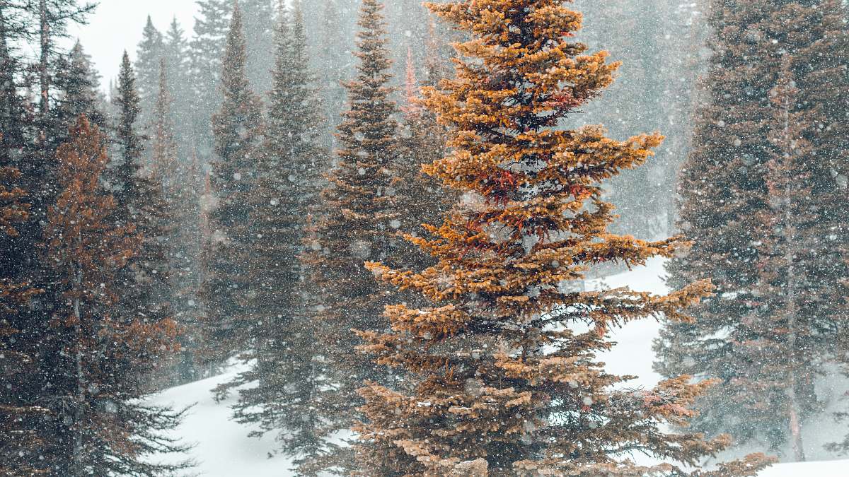 big sky brown pine trees on snowy field during daytime united states